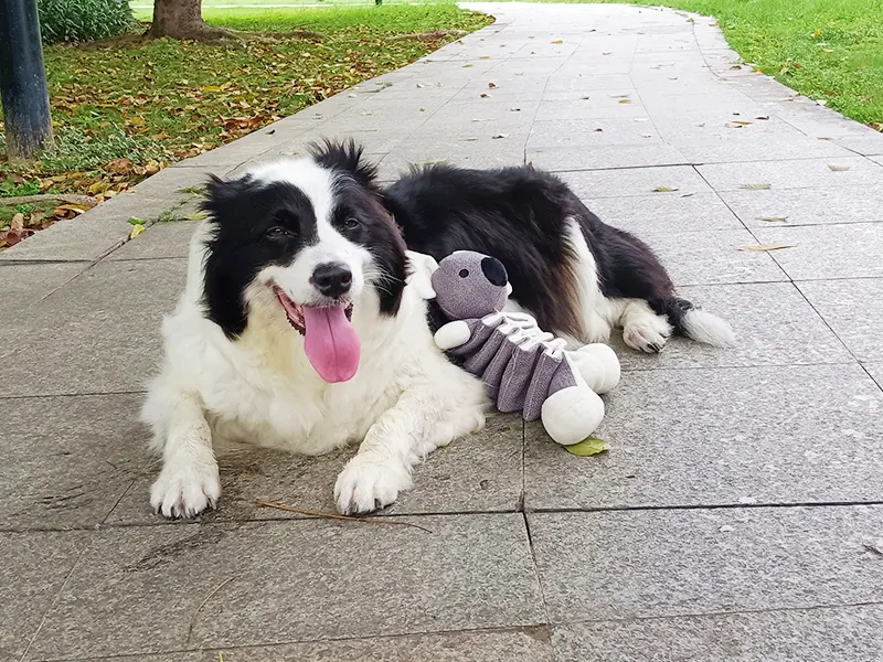 Bakit dog love stuffed animal?